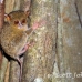 monkey_tarsier_eastern_tangkoko_h_0089_sul1262.jpg